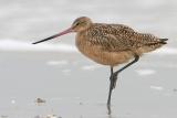 Marbled Godwit