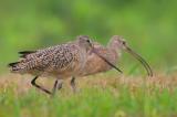 Marbled Godwit and Long-billed Curlew