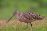 Marbled Godwit