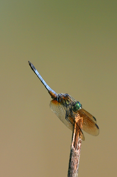 Blue Dasher