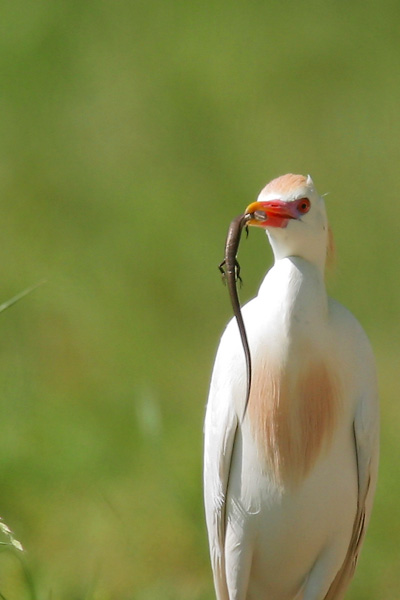 Cattle Egret w/Skink