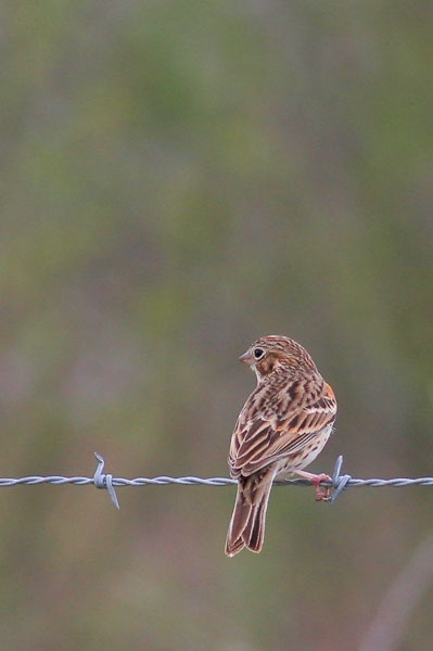 Vesper Sparrow