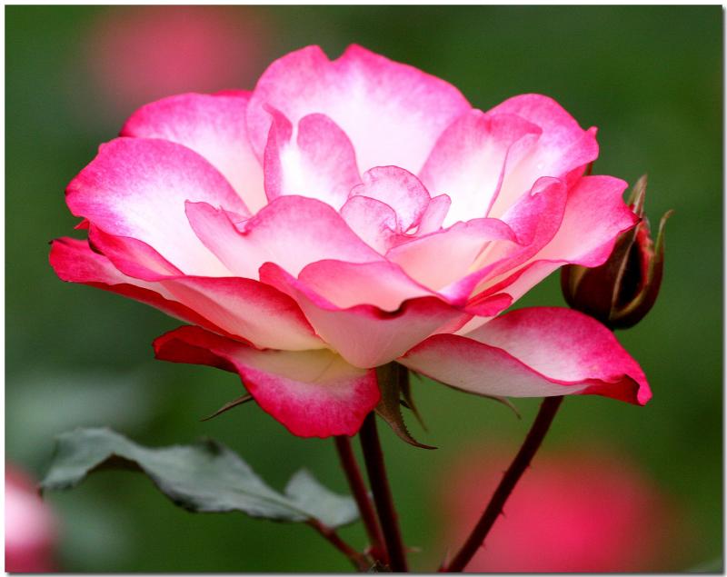 Rose Garden in Loose Park
