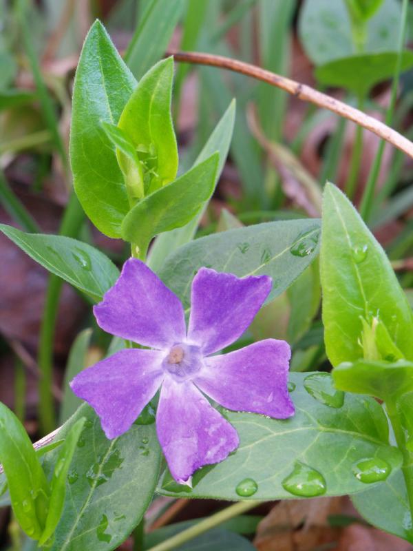Periwinkle and Rain