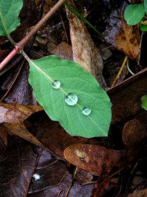 Leaf and Rain Drops