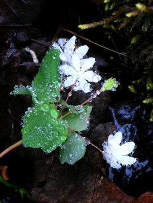 Rue Anemone and Mist