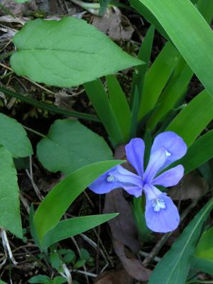 Dwarf Iris at Dusk