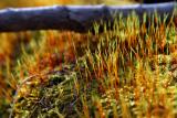 Hickory Creek Wilderness