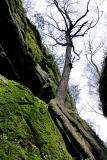 Allegheny National Forest