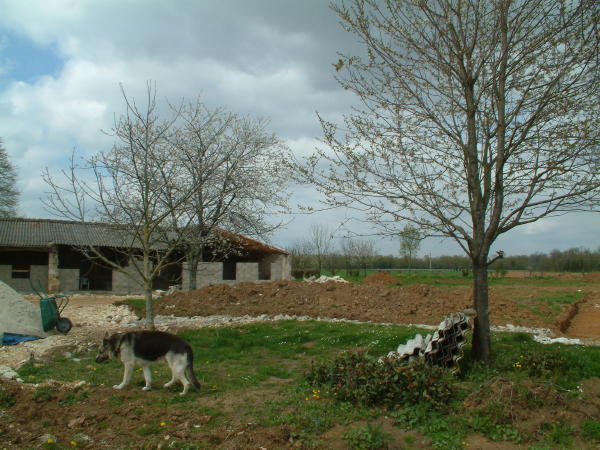 cherry blossom.JPG