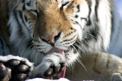 Bronx Zoo in Winter