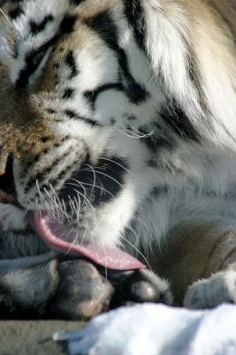 Bronx Zoo in Winter