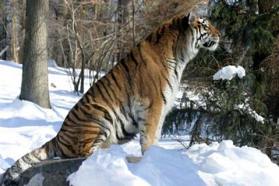 Bronx Zoo in Winter