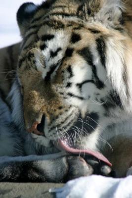 Bronx Zoo in Winter