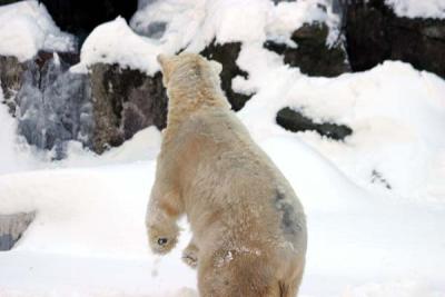 Bronx Zoo in Winter