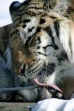 Bronx Zoo in Winter