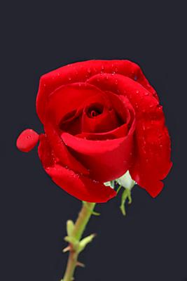 Red Rose rose 6