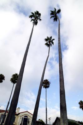Tall Palms 3