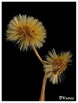 Fuzzy