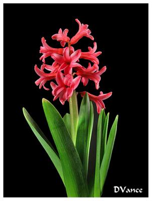 Hyacinth