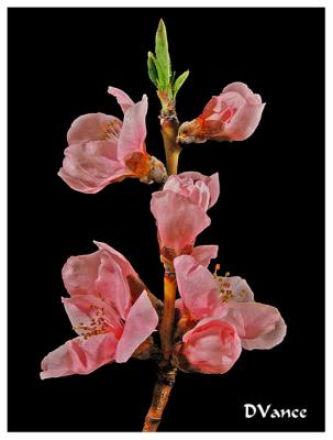 Nectarine