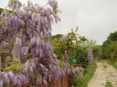 Lilac and Orange...