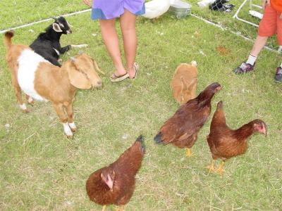 Greek chickens and goats to pet