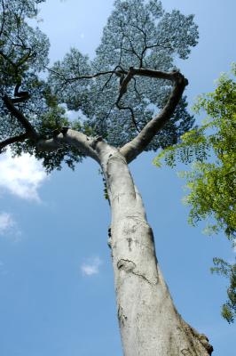 Reaching for the Sky