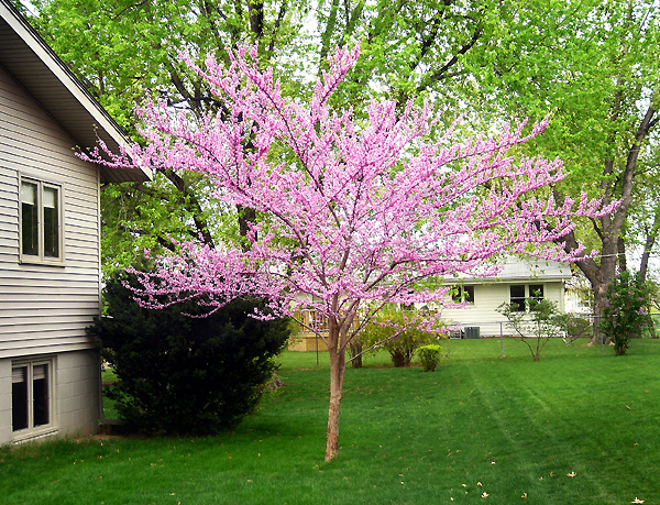 Flowering Dogwood - Springtime