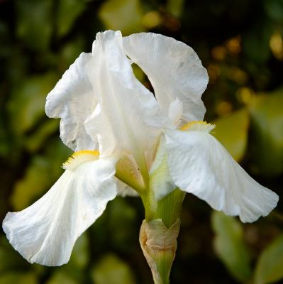 White Iris 1.jpg