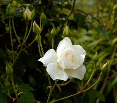 Wet White Rose.jpg