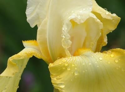 yellow Iris 1.jpg