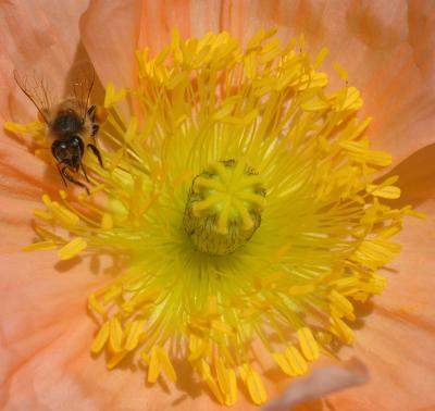 Bee Birthday Cake.jpg