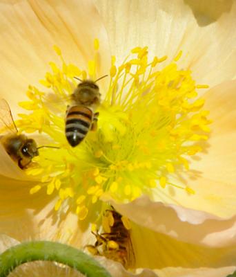 Happy Bees.jpg