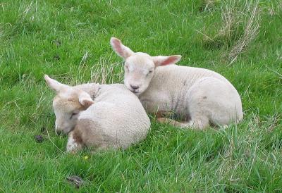 Resting Lambs.jpg