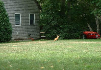 A fox sits by a typical Cape house. Brewster, Aug. 30, 2004.