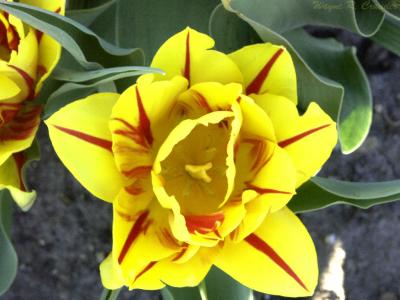 Yellow Red Tulip.jpg