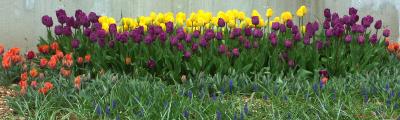 Glen Oak Park Tulips.jpg