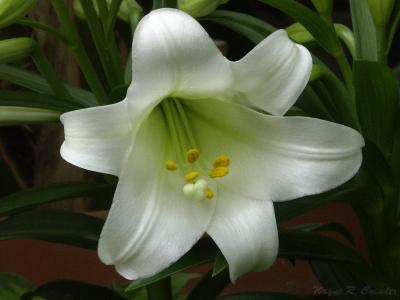 Easter Lily.jpg
