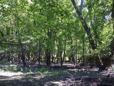 Riverside Woods.jpg