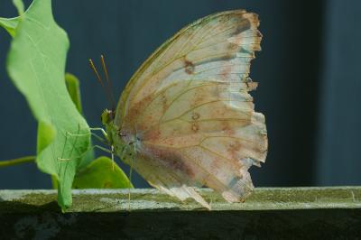 Cloudless Sulphur.jpg