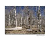 Birch Forrest
