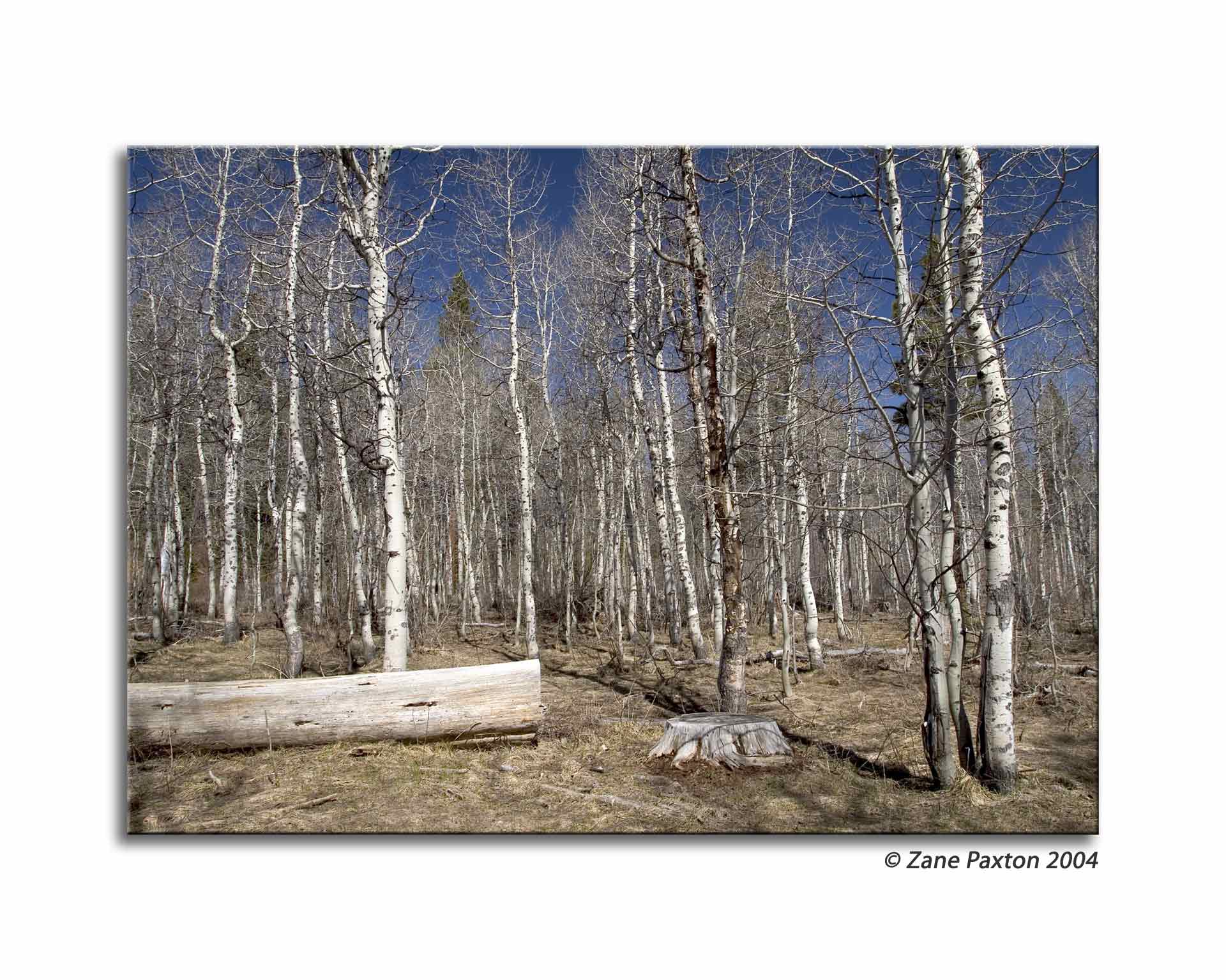 Birch Forrest