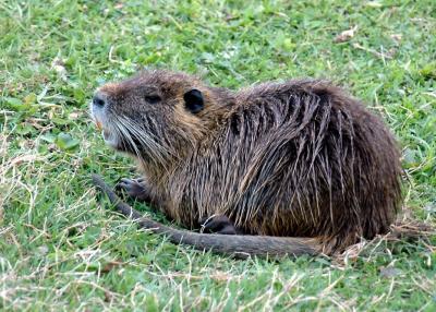 Nutria-1sm.jpg