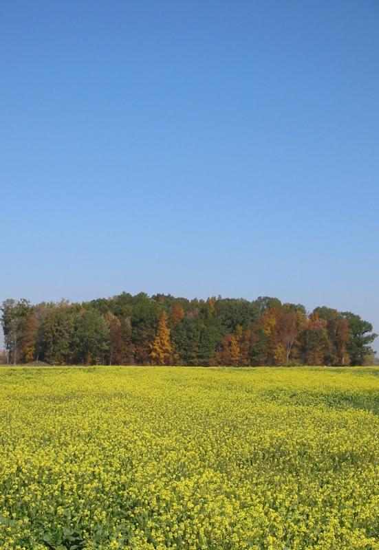 An  Autumn Field along Saunders Settlement Road