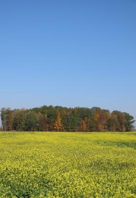 An  Autumn Field along Saunders Settlement Road