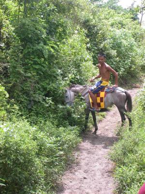 they have tiny dwarf horses!