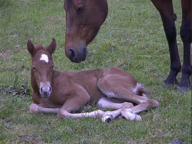 Buttercup 3 days