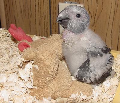 Timneh African Grey Baby