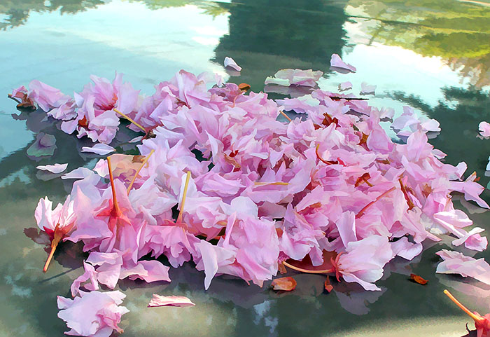 pink petals